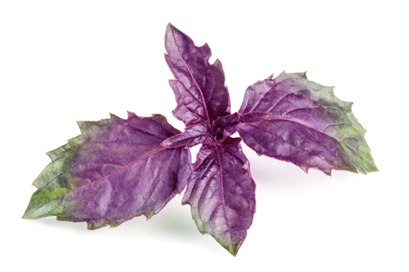 Fresh purple basil twig isolated on white background.の写真素材