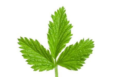 Fresh raspberry leaf isolated on white background