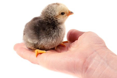Hand holding a chicken, isolated on a white backgroundの写真素材