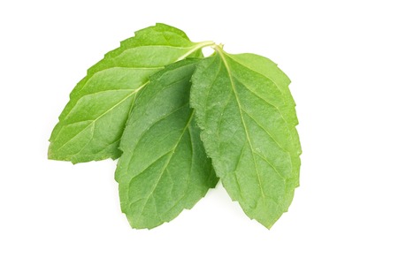 fresh mint leaves isolated on white background