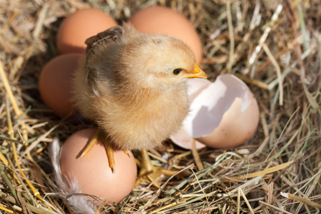 baby chicken with broken eggshell and eggs in the straw nestの写真素材