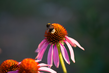flower of Echinacea purpurea or Hedgehog coneflower.の写真素材