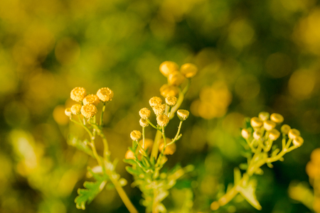 Yellow flowers of common tansy, Tanacetum vulgareの写真素材