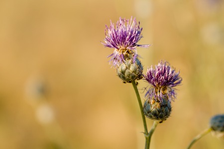 Thistle Flower in bloom in the fieldの写真素材