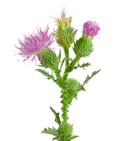 Flower thistle isolated on white background macroの写真素材