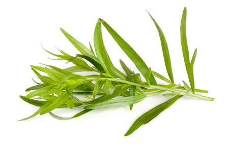 tarragon isolated on a white background. Artemisia dracunculusの写真素材