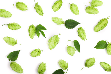 hop cones with leaf isolated on white background close-up. Top viewの写真素材