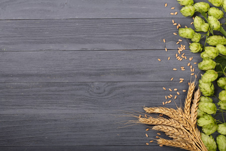 Fresh green hop cones with ears of wheat on black wooden background. Top view with copy space for your textの写真素材