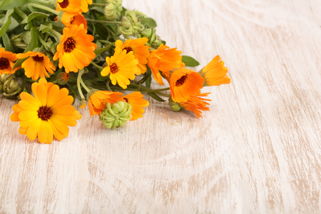 Calendula officinalis. Marigold flower with leaf on white wooden background with copy space for your textの写真素材