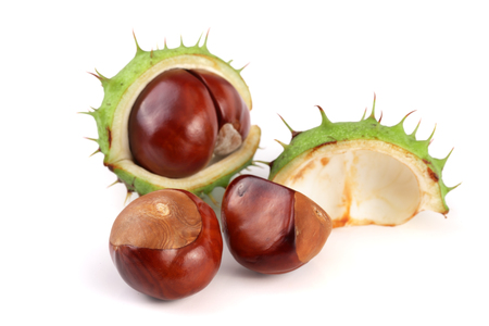 chestnut in the skin isolated on white background closeup.の写真素材