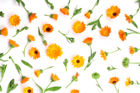 Calendula. Marigold flower isolated on white background with copy space for your text. Top viewの写真素材