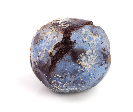 moldy plum isolated on white background closeupの写真素材