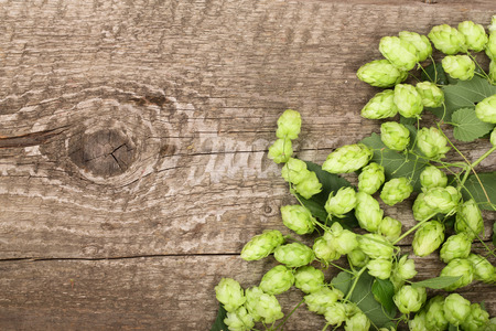 Fresh green hop cones on old wooden background. Ingredient for beer production. Top view with copy space for your textの写真素材