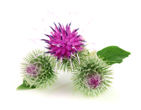 Burdock flower isolated on white background. Medicinal plant: Arctiumの写真素材