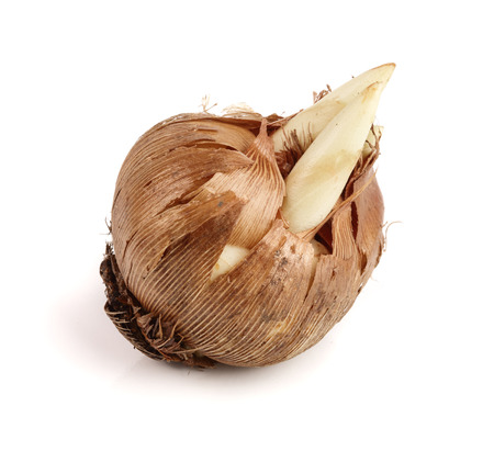 crocus bulb isolated on white background macro.