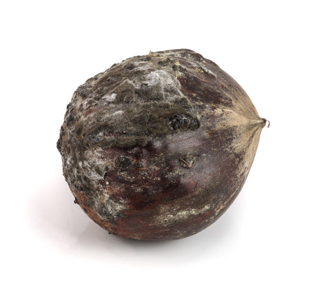 moldy chestnuts isolated on a white background