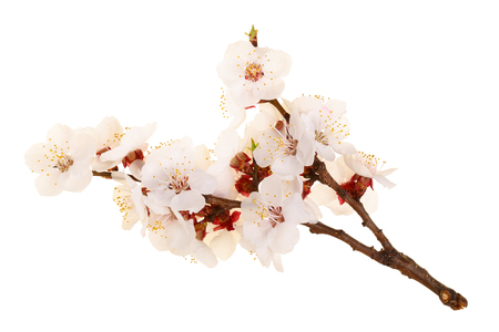 Branch with apricot flowers isolated on white background. Top view. Flat layの写真素材
