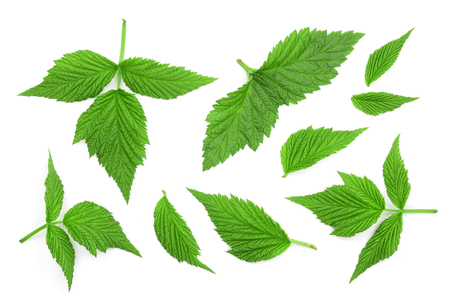 Raspberry leaves isolated on white background. Top view. Flat lay.