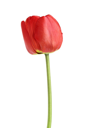 red tulips isolated on white background. Top view. Flat lay patternの写真素材
