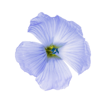 flax flowers isolated on white background macro.の写真素材