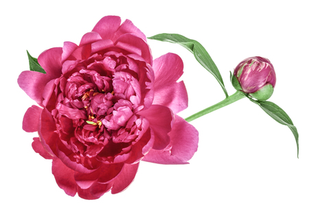 pink peony flower isolated on white background close upの写真素材
