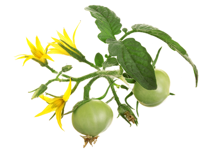yellow flower with green tomato isolated on whtie background.の写真素材