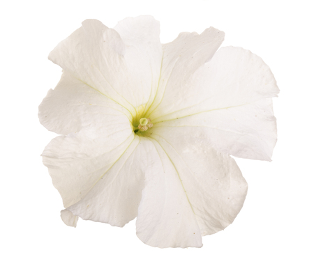 White flower of petunia isolated on white backgroundの写真素材