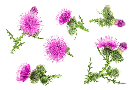 milk thistle flower isolated on white background. Top view. Flat lay pattern.の写真素材