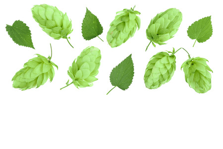 hop cones with leaves isolated on white background with copy space for your text. Top view. Flat lay...