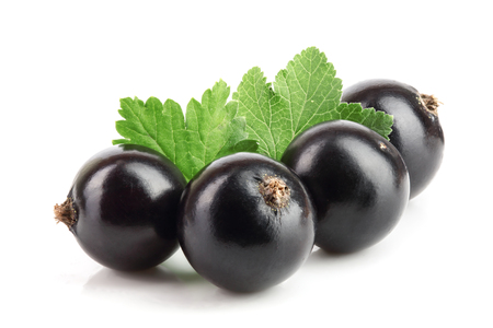 black currant with leaf isolated on white background.の写真素材