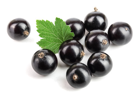 black currant with leaf isolated on white background.の写真素材