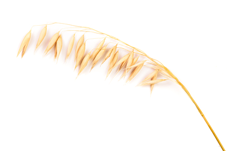 oat spike or ears isolated on white background close-up.の写真素材