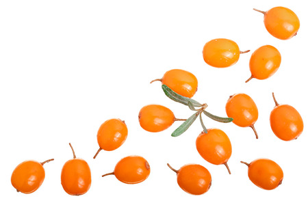 Sea buckthorn. Fresh ripe berry with leaves isolated on white background with copy space for your text. Top view. Flat lay patternの写真素材