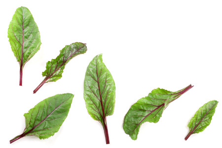 fresh beet leaf isolated on white background. Top view. Flat lay pattern.の写真素材