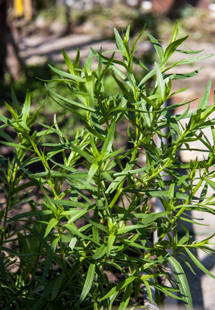 Bush plants tarragon as  close up macroの写真素材