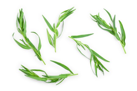 tarragon or estragon isolated on a white background. Artemisia dracunculus. Top view. Flat layの写真素材