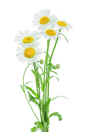 one chamomile or daisies with leaves isolated on white background.の写真素材