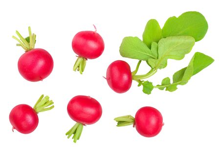 fresh whole radish isolated on white background. Top viewの写真素材