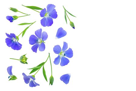 flax flowers or Linum usitatissimum on a white background with copy space for your text. Top view, flat layの写真素材