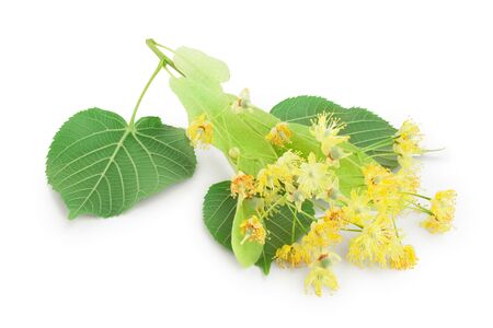 Linden flowers with leaf isolated on white background.の写真素材