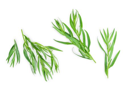 tarragon or estragon isolated on a white background. Artemisia dracunculus. Top view. Flat layの写真素材