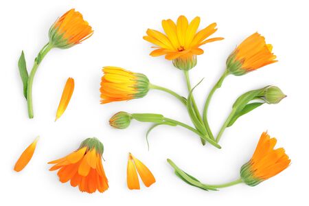 Calendula. Marigold flower isolated on white background. Top view. Flat lay patternの写真素材