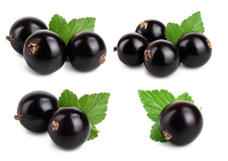 Set or collection black currant with leaf isolated on white backgroundの写真素材