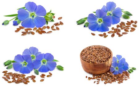 Set or collection flax blue flowers closeup isolated on white background.の写真素材