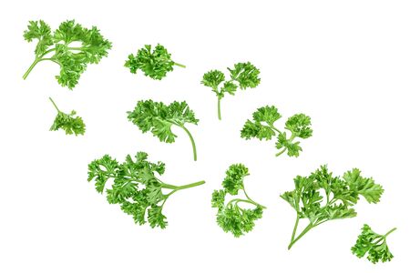 Curly parsley isolated on a white background, Top view. Flat lay.の写真素材