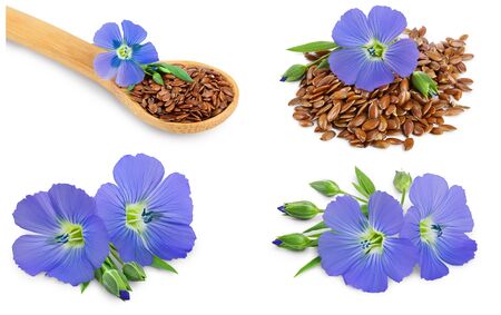 Set or collection flax blue flowers closeup isolated on white backgroundの写真素材