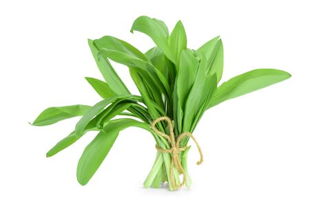 Ramson bunch vegetable isolated on white background with  full depth of field