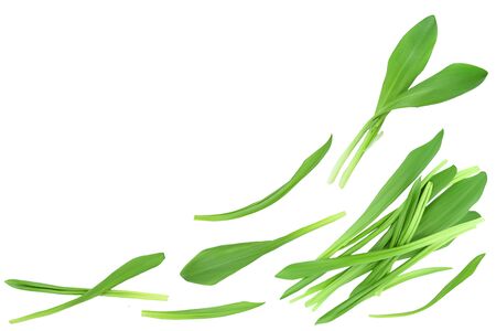 Ramson leaves isolated on white background with clipping path and full depth of field, Top view with...