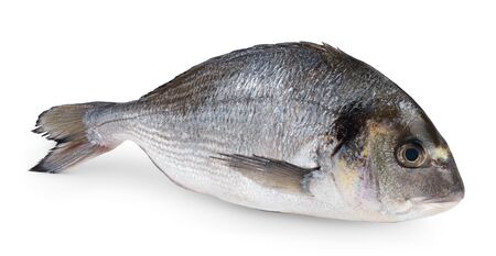 Fish dorado isolated on white backgroundの写真素材
