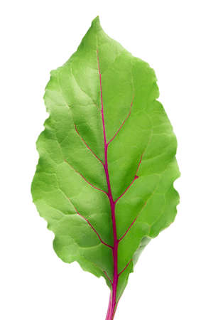 Beetroot leaf isolated on white background